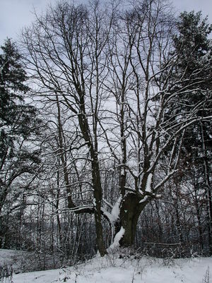 2001 Wilsecker Linde.jpg