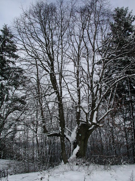 Datei:2001 Wilsecker Linde.jpg