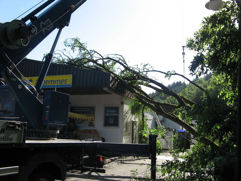 Datei:2008 Baum auf EDEKA.jpg
